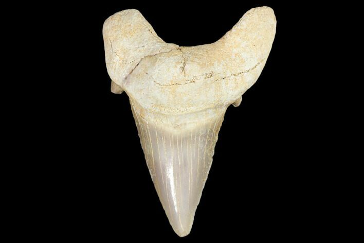 Fossil Shark Tooth (Otodus) - Morocco #103227